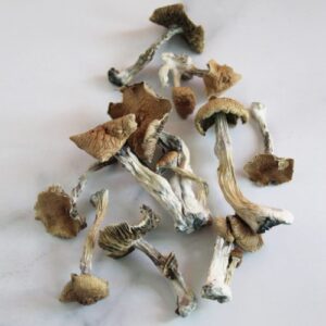 Buy Pure Golden Teacher Mushrooms UK Online |Best Shrooms