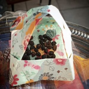 Buy Morning Glory Seeds | Best Morning Glory Seeds Supplier