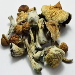 Buy B+ Cubensis Mushrooms Discreet Shipping |Best Shrooms