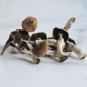 Buy Mazatapec Mushrooms Online |Best Magic Mushrooms
