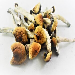 Buy Blue Meanie Mushrooms Online |Best Magic Mushrooms